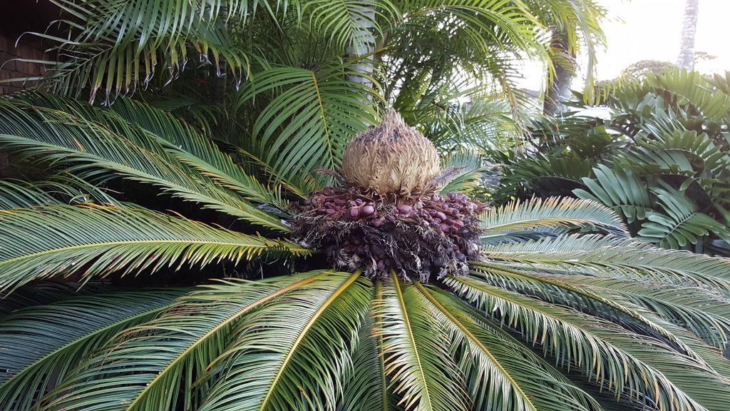 Ballina Palms Boutique Motel Bagian luar foto